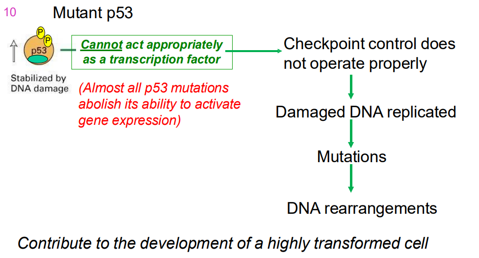 <p>MUTANT p53</p>