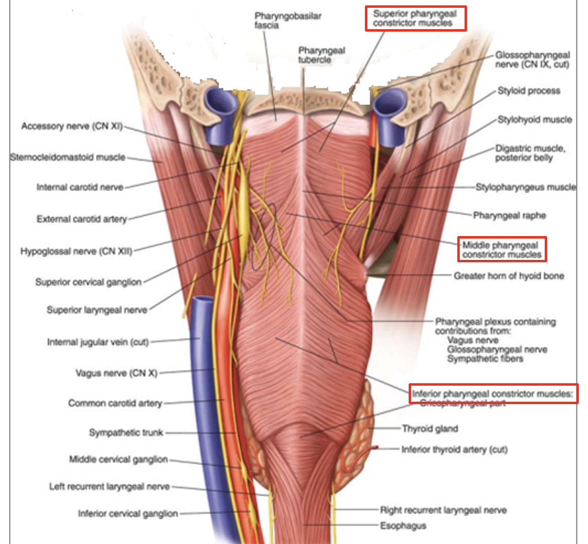 <p>three pairs of pharyngeal constrictor muscles</p><ol><li><p>superior constrictor</p></li><li><p>middle constrictor</p></li><li><p>inferior constrictor incl. cricopharyngeus (part of inferior constrictor)</p></li></ol><p></p>