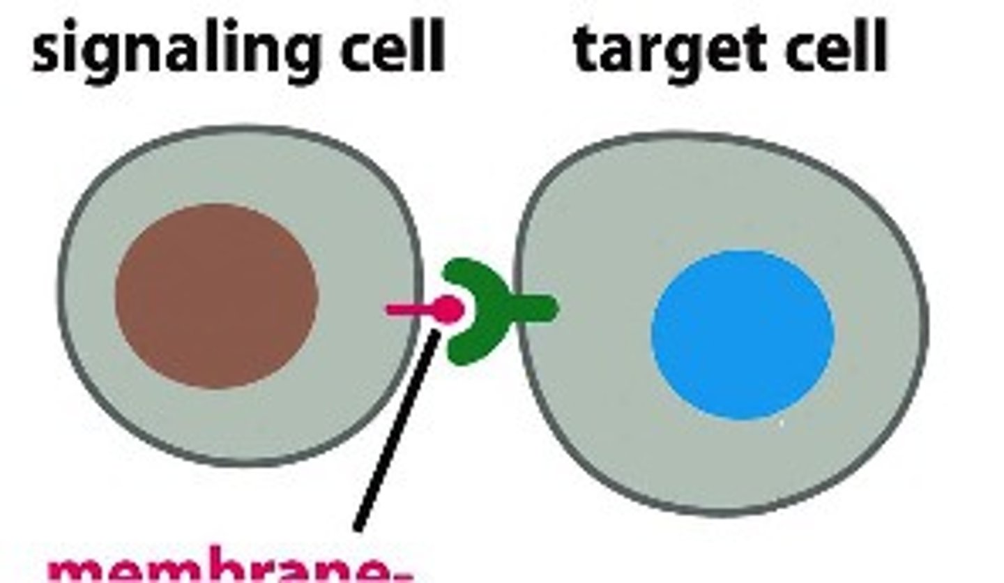 <p>When a cell that is directly adjacent or next to the other cell. Ex) Plasmodesmata</p>