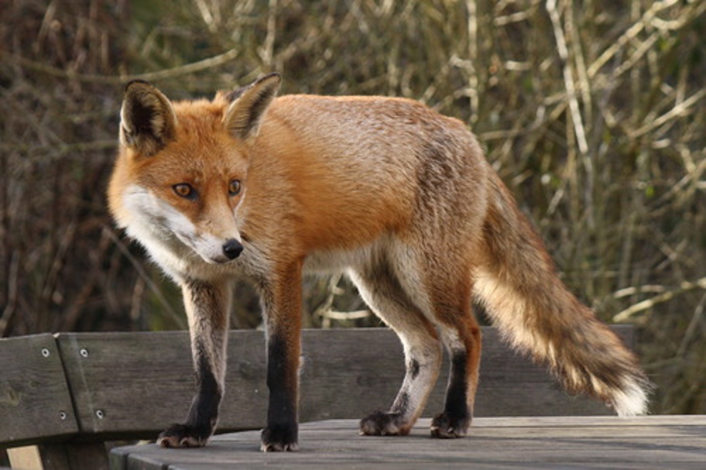<p>un renard</p>