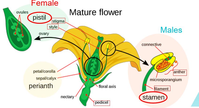 The perfect flower with male and female sex organs