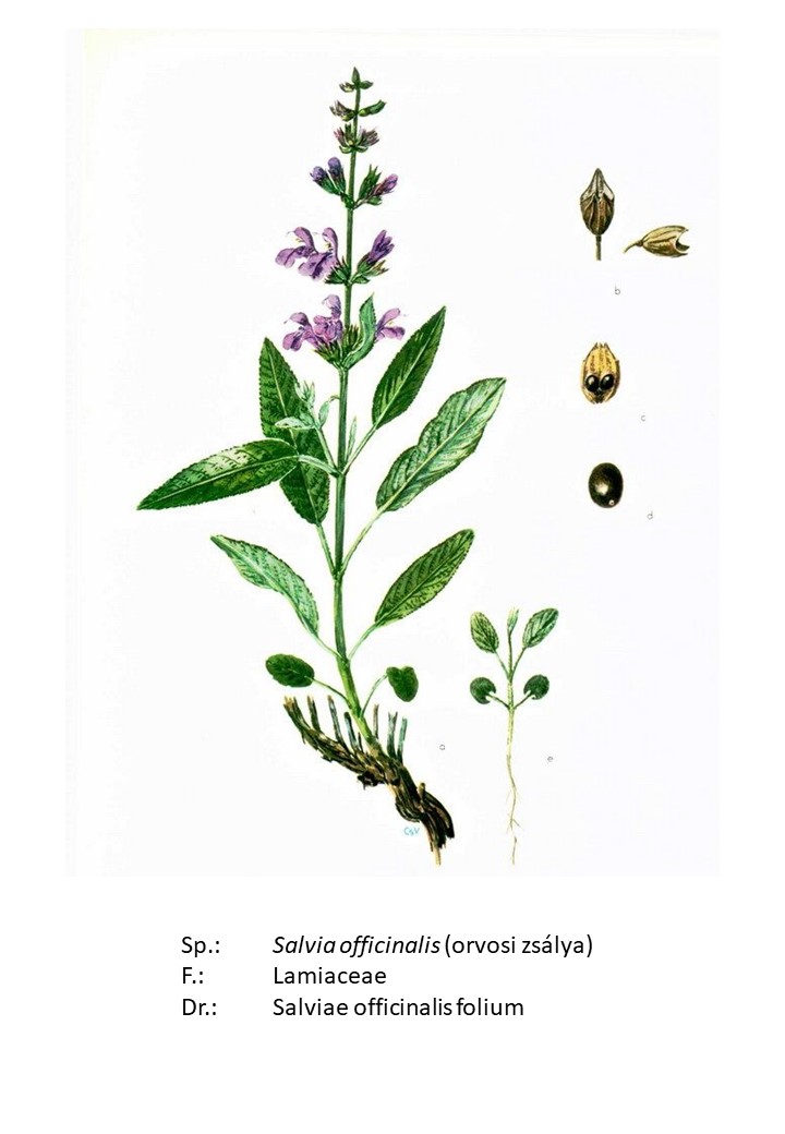 <p>orvosi zsálya</p>