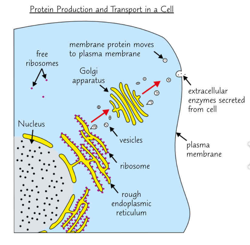 <p>Describe how the rough endoplasmic reticulum and Golgi apparatus are involved in proteins production and transport </p>