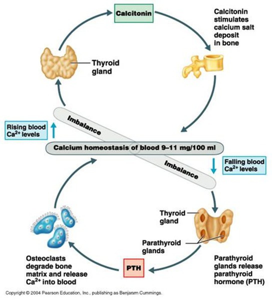 <p>Increases rate of calcium deposition in bones by lowering blood calcium levels, stimulates bone deposition by osteoblasts, TT is bones and kidneys</p>