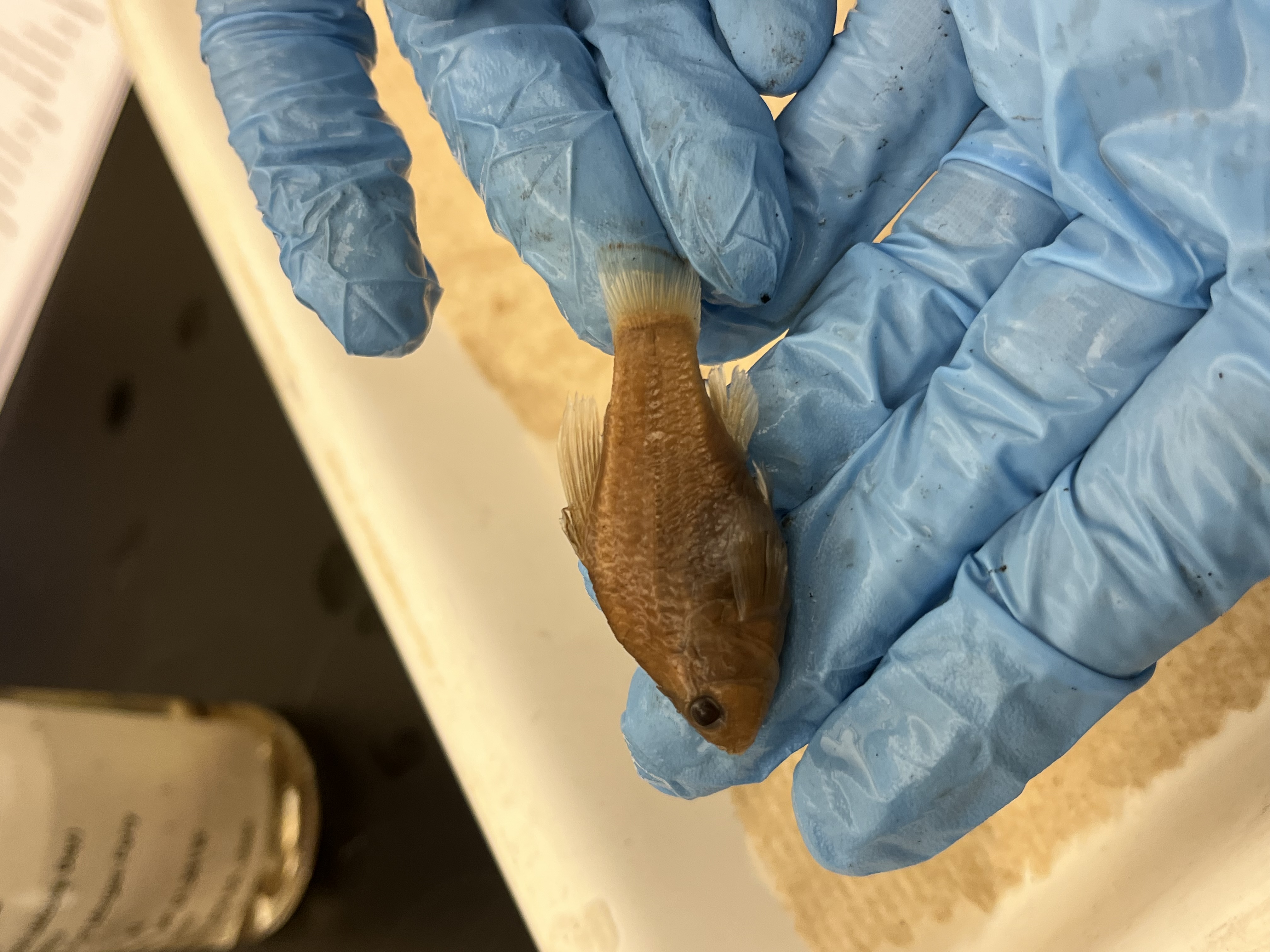<p>Pupfishes</p>