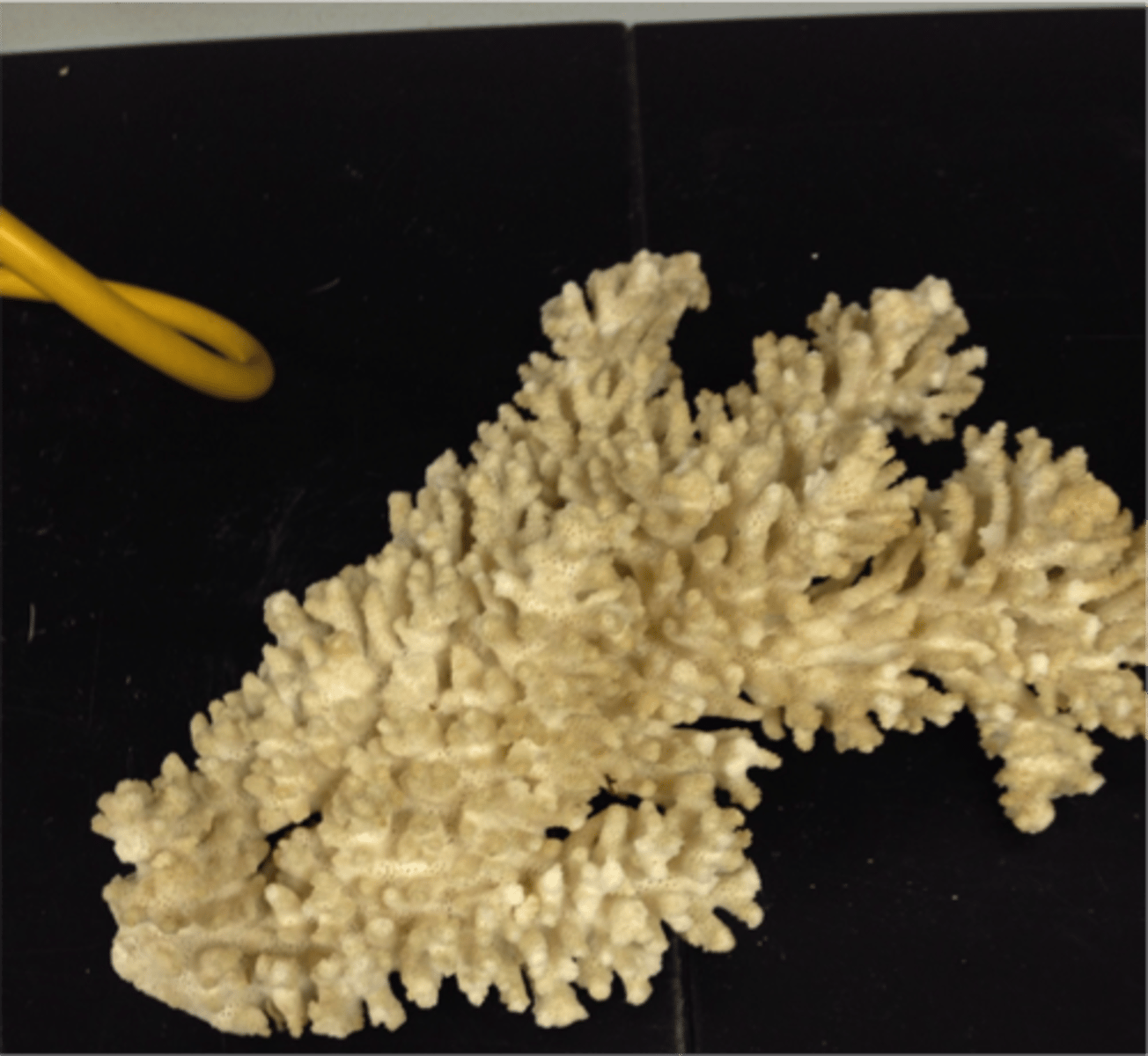 <p>- secrete calcium carbonate skeletons</p><p>- hermatypic= reef building corals</p><p>- ahermatypic= non reef building corals</p>