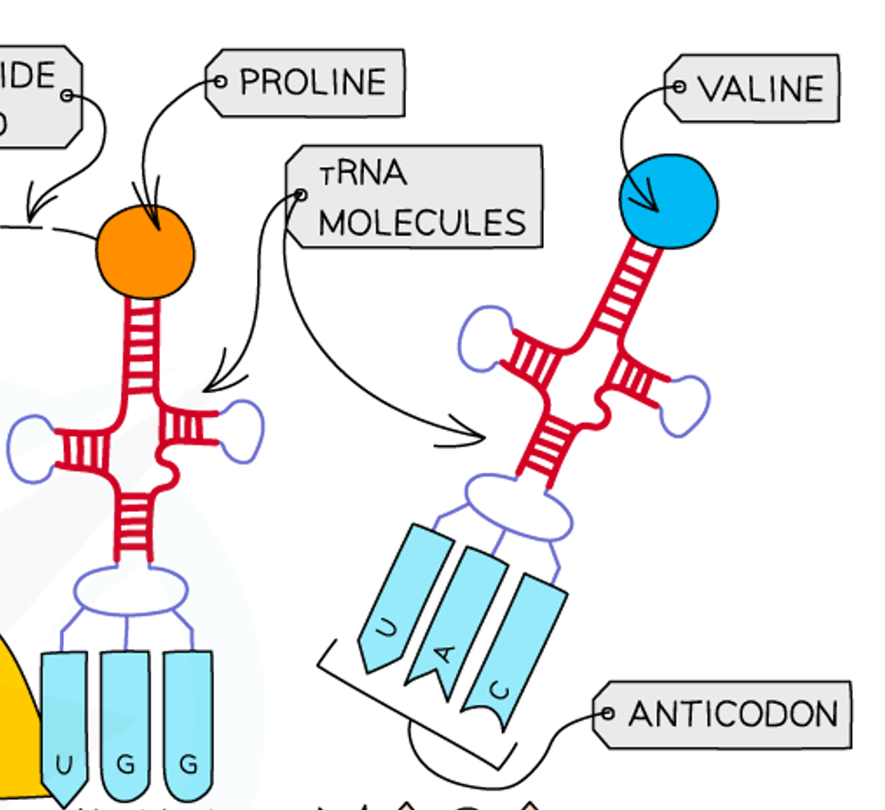 <p><span>A sequence of three bases on tRNA codes for one amino acid.</span></p>