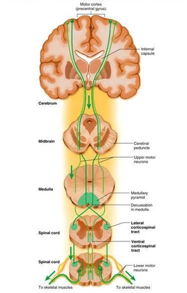 <p>Typically have 2 neurons; upper motor neuron has a soma in cerebral cortex or brain stem and axon that ends at a lower motor neuron.</p>