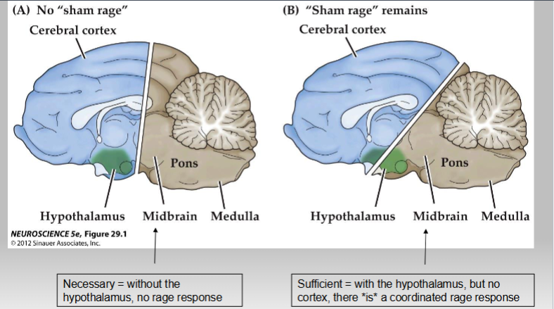 <p><span>Hypothalamus is necessary and sufficient for the coordinated rage response.<br></span></p><p><span>Necessary = without the<br>hypothalamus, no rage response<br></span></p><p><span>Sufficient = with the hypothalamus, but no<br>cortex, there <em>is</em> a coordinated rage response</span></p><p></p>