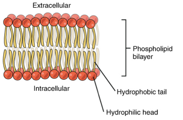 phospholipid bilayer