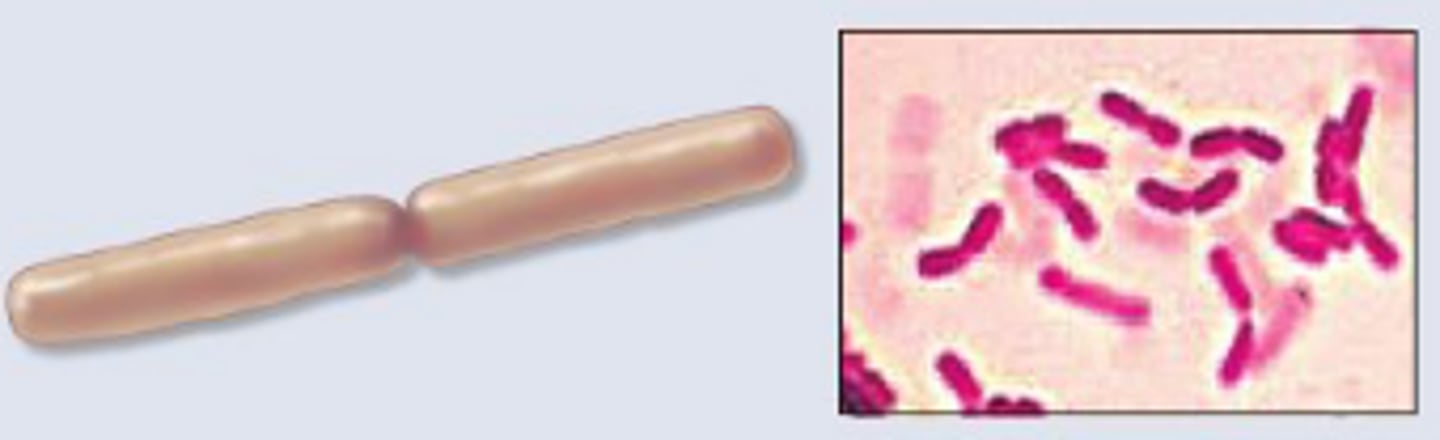 <p>bacilli that appear in pairs after division</p>