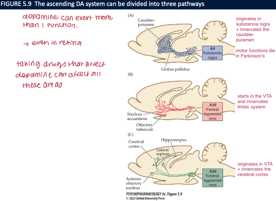 <ul><li><p><strong>A9</strong> → in <strong>substancia nigra</strong> → axons project to dorsal striatum in forebrain </p></li><li><p><strong>A10</strong> → in v<strong>entral tegmental area (VTA)</strong></p><ul><li><p><strong><em>meso</em>limbic </strong>dopamine pathway</p></li><li><p><strong><em>meso</em>cortical </strong>dopamine pathway</p></li></ul></li></ul><p></p>