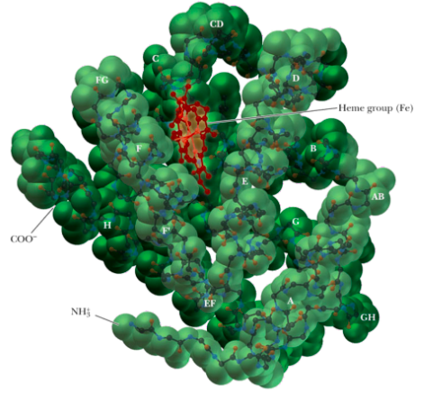 <p>Is a single polypeptide with 153 amino acids. Has 1 heme group in a hydrophobic pocket</p>