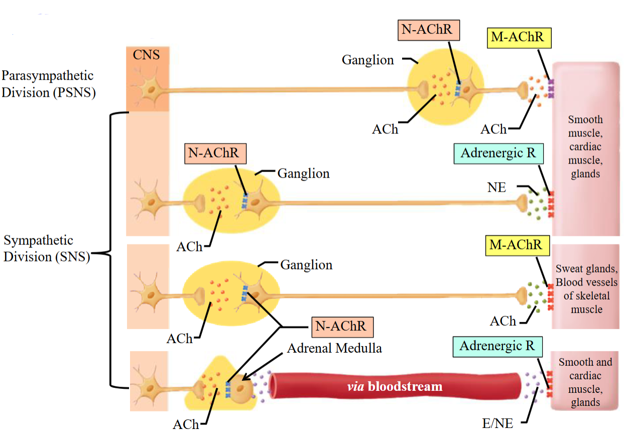 <ul><li><p>Preganglionic neurons in the SNS are short and release ACh in the ganglion.</p></li><li><p>The postganglionic neuron’s dendrites (in the ganglion) have N-AChRs to receive this signal.</p></li><li><p>The postganglionic neuron releases ACh to sweat glands and BVs of skeletal muscle.</p></li><li><p>The target organs have M-AChR receptors.</p></li></ul><p></p>