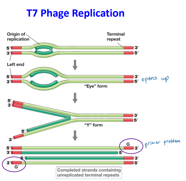 <p>T7 Phage Replication</p>