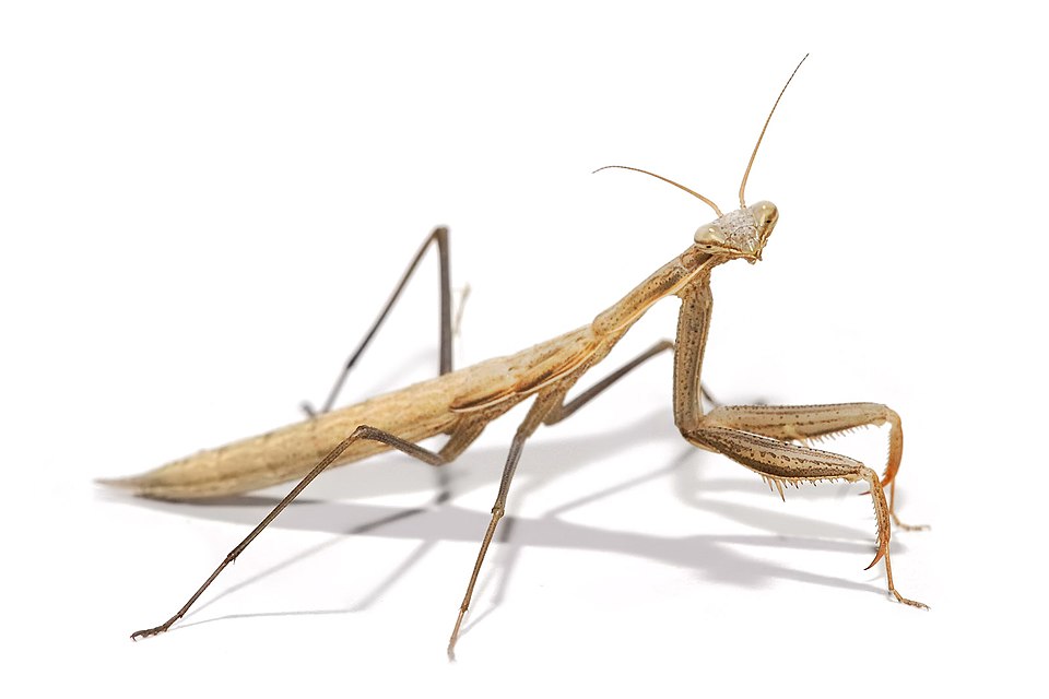 <p>Key family: Mantidae – What’s notable?</p>