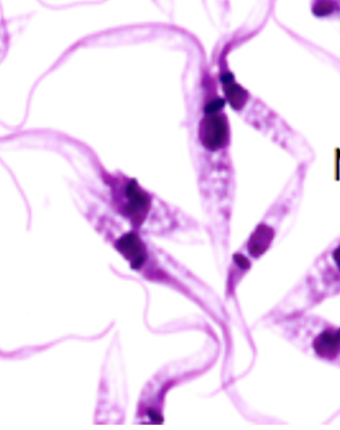 <p>Name: Trypanosoma cruzi</p><p class="p1">Stage: epimastigote</p><p class="p1">*kinetoplast anterior (front) to nucleus</p><p class="p1">*Anterior = flagellum end / Posterior = opposite end</p>