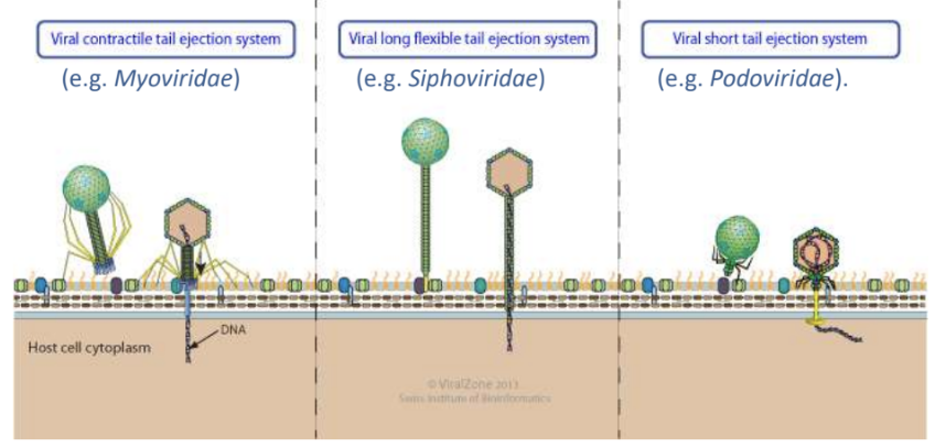 <p>cause <strong>ejection of their viral genome</strong> into host cell through their <strong>tail tube / channel</strong></p>