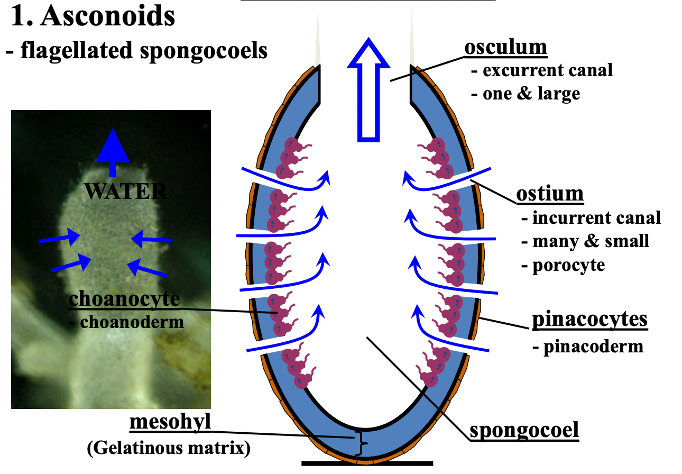 <p>flagellated spongocoels</p>
