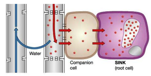 <p>Occurs at the sink. Photosynthates are transported out of sieve tube members</p>