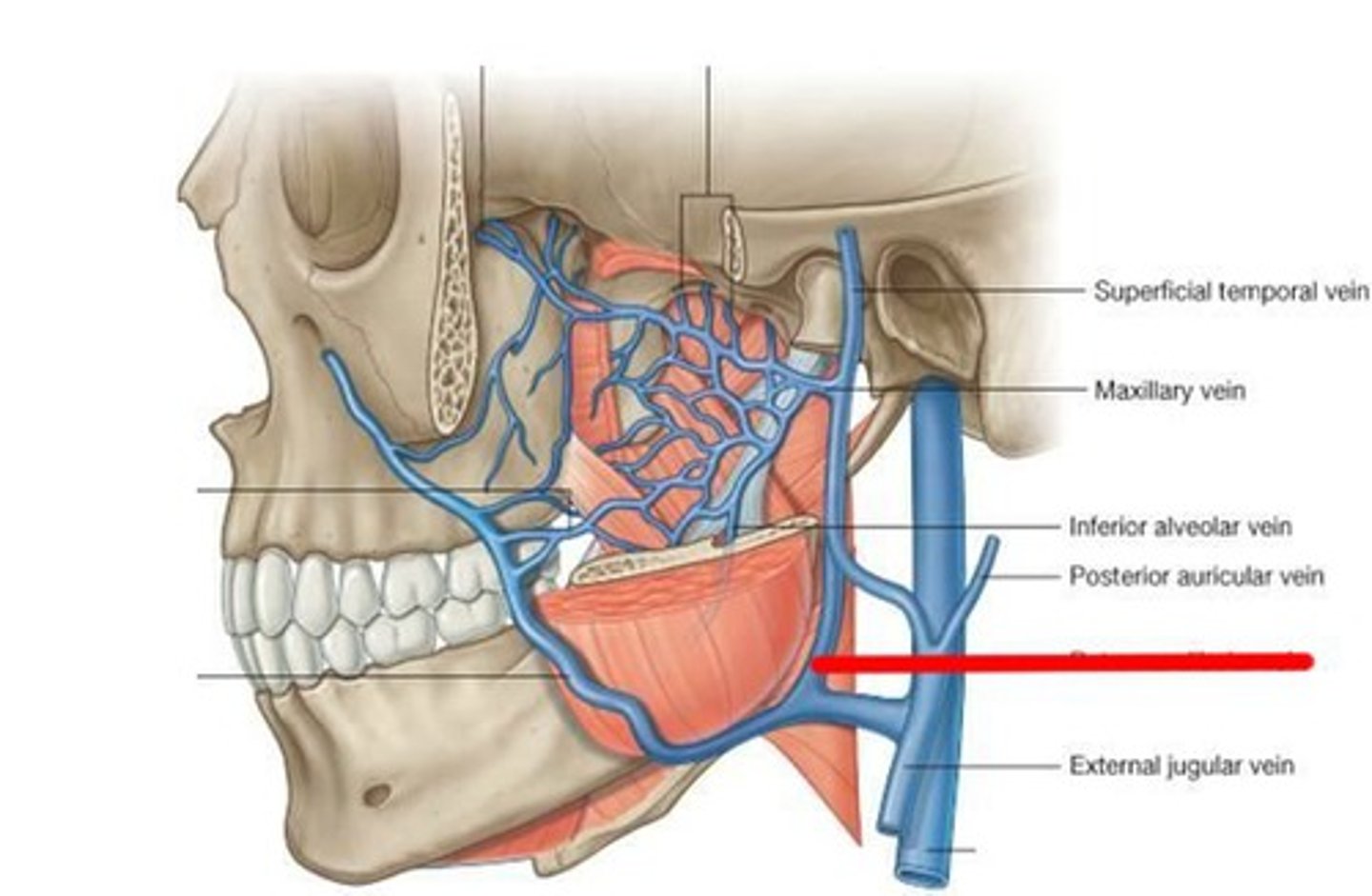 <p>The blood then passes to the next vein to drain those areas that received blood through the maxillary and superficial temporal arteries</p>
