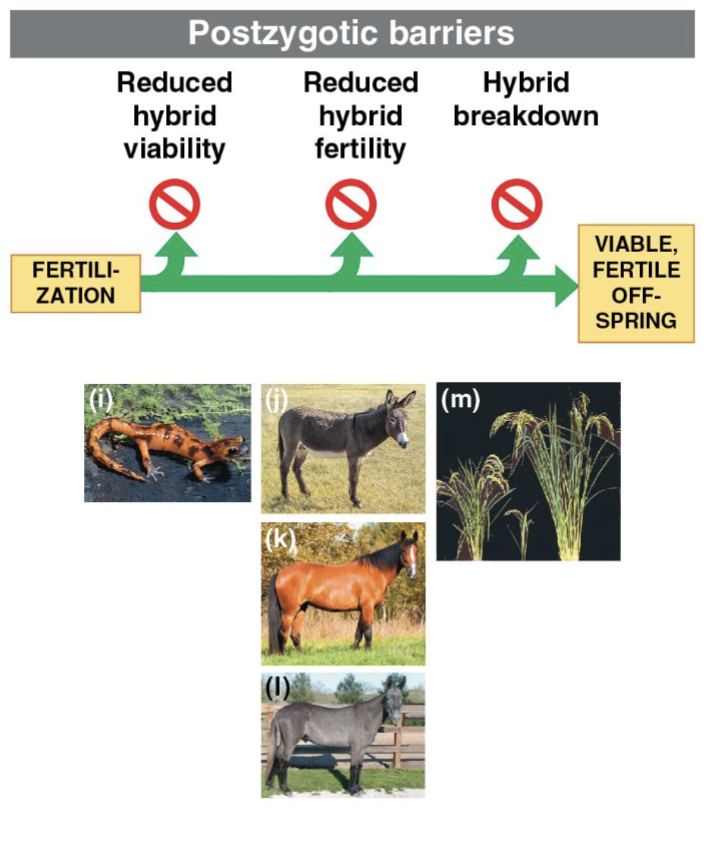 <p>Postzygotic barriers</p>