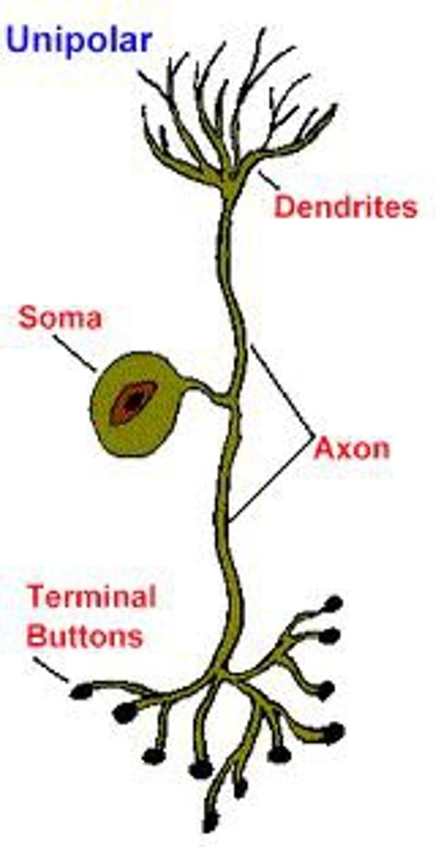 <p>True. A pseudounipolar neuron contains an axon that splits into two branches, with one branch going to the periphery and the other going into the spinal cord.</p>