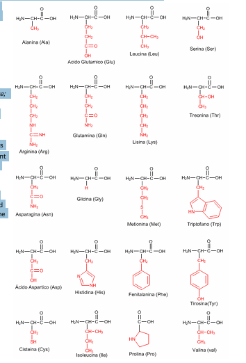 <ol><li><p><mark data-color="#ff0000" style="background-color: #ff0000; color: inherit">Primary structure</mark></p><ul><li><p>number and type of AAs composing protein. This structure is maintained by peptide bonds. Sequence of AAs is important and determine the protein</p></li></ul></li><li><p><mark data-color="#ff0000" style="background-color: #ff0000; color: inherit">Secondary structure</mark></p><ul><li><p>stable arrangements of AAs rise to repeating structural patterns. Maintained by hydrogen bonds. Forms alpha helix and beta sheets conformations</p></li></ul></li><li><p><mark data-color="#ff0000" style="background-color: #ff0000; color: inherit">Tertiary structure</mark></p><ul><li><p>describes all aspects of 3-dimensional folding pf polypeptide. The AAs are more spaced</p></li></ul></li><li><p><mark data-color="#ff0000" style="background-color: #ff0000; color: inherit">Quaternary structure</mark></p><ul><li><p>2 or more polypeptides joined together it becomes quaternary. Weak non-covalent bonds are present</p></li></ul></li></ol><p></p>