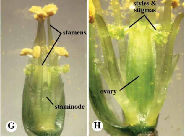 <p>three distinct morphological forms with different style and stamen lengths. These forms are:</p><ol><li><p class="ds-markdown-paragraph"><strong>Long-styled (Pin)</strong> – Style long, stamens medium and short.</p></li><li><p class="ds-markdown-paragraph"><strong>Mid-styled (Thrum)</strong> – Style medium, stamens long and short.</p></li><li><p class="ds-markdown-paragraph"><strong>Short-styled (Thrum)</strong> – Style short, stamens long and medium</p></li></ol><p></p>