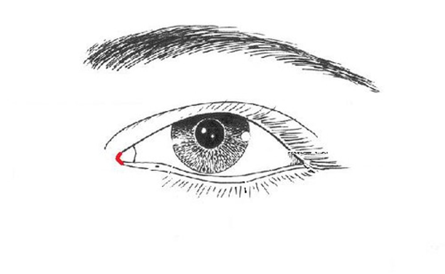 <p>Eyelids join together; inside of eye</p>