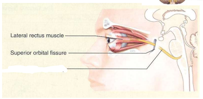 zenuw, type, functie, craniale foramen