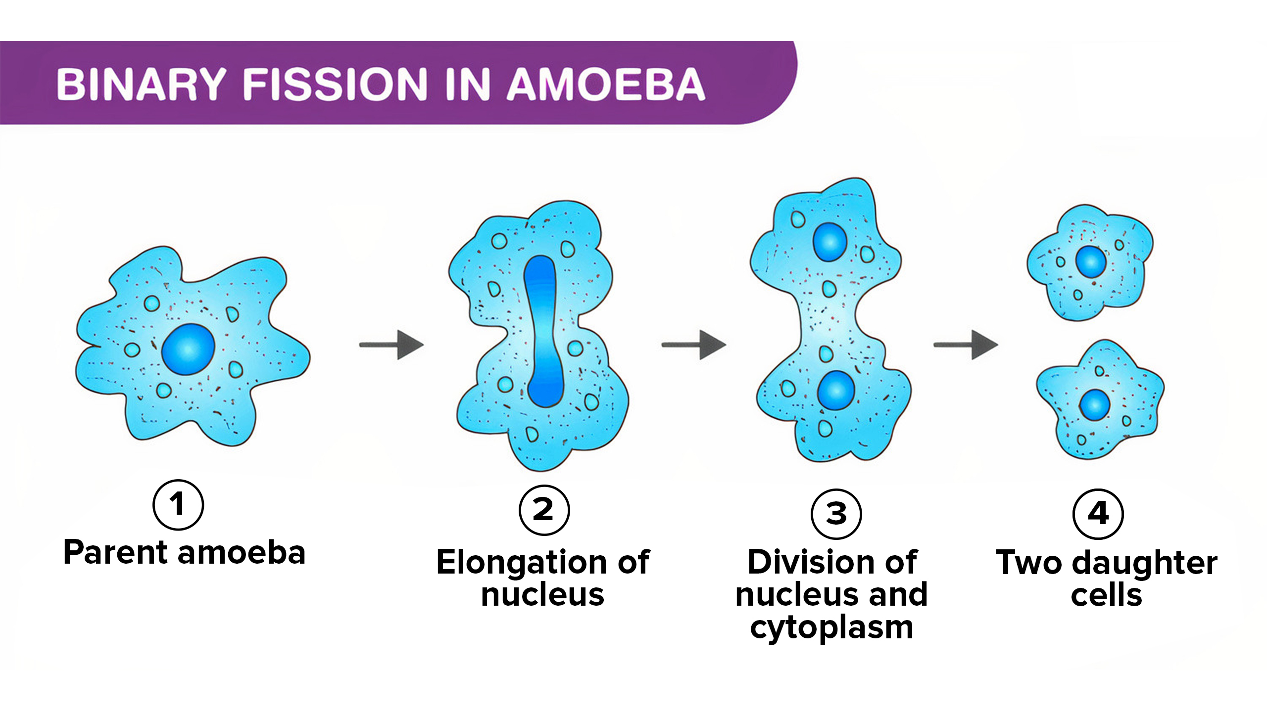 <p><span>The process through which single-celled organisms replicate their nuclei and divide into daughter cells.</span></p>