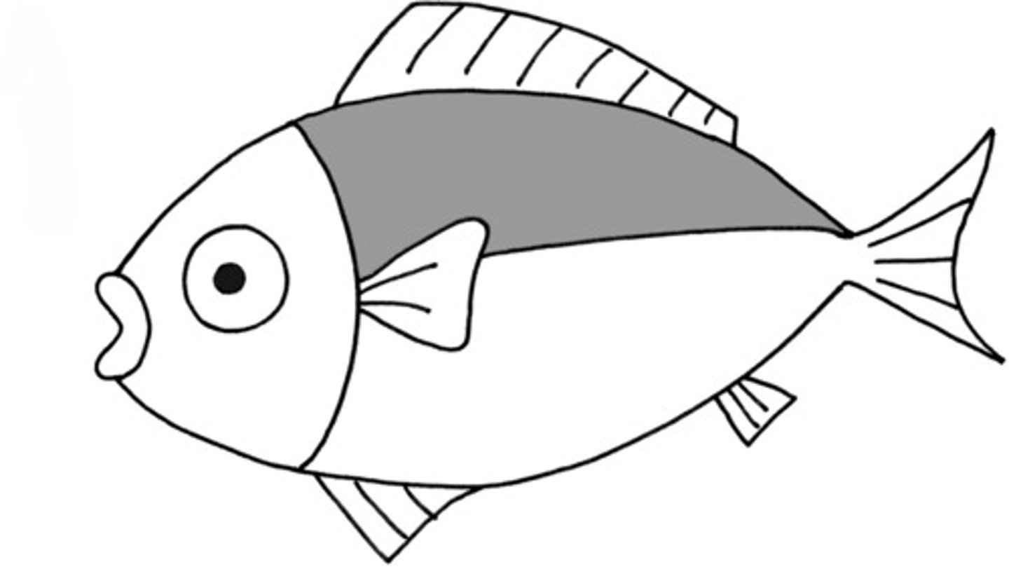 <p>fish</p>