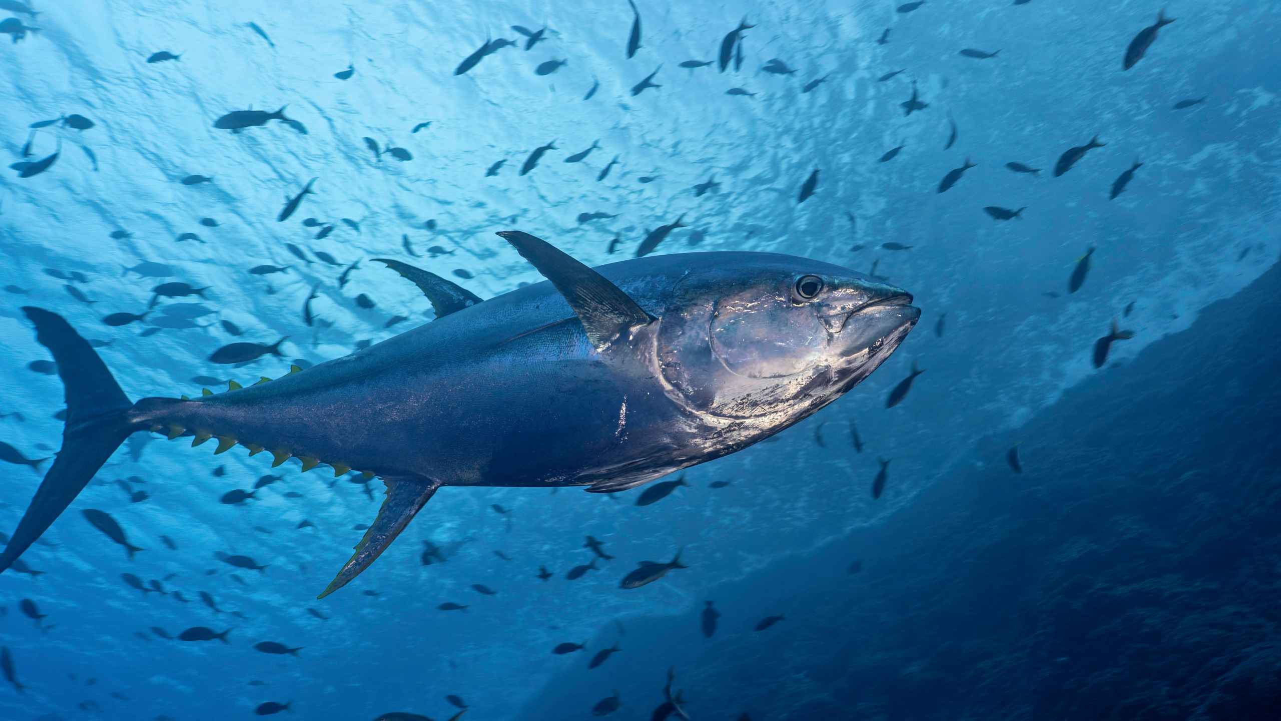 <p>tuna</p>