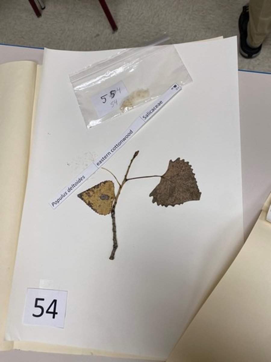 <p>Populus deltoides (Salicaceae)</p>