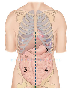 <p><span><span>Identify the abbreviation for quadrant 3 on the illustration.</span></span><br></p>