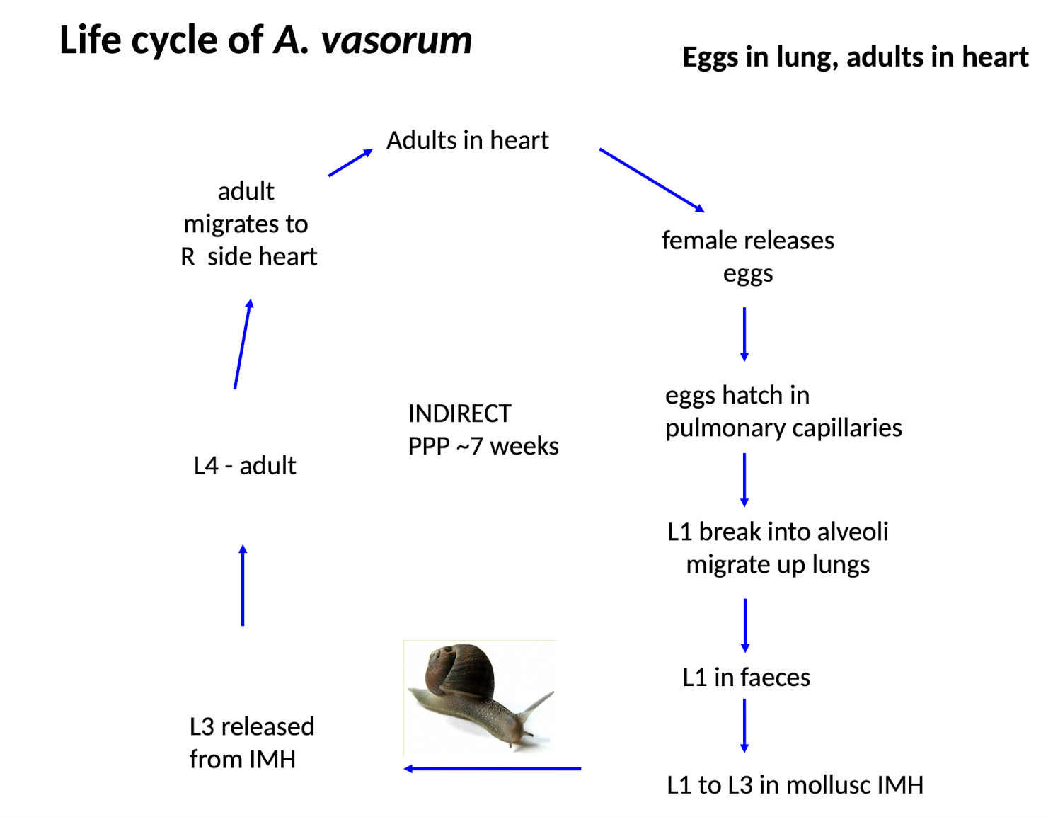 <ul><li><p>Coughed up and swallowed after entering the lungs </p></li></ul><p></p>