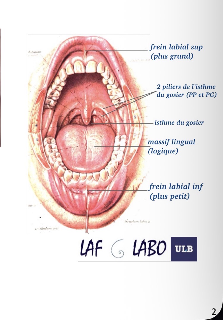 <p>• La muqueuse de la joue<br />
• Le sillon vestibulaire<br />
• Le frein labial supérieur<br />
• Le frein labial inférieur</p>