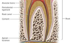 <p>Cement</p>