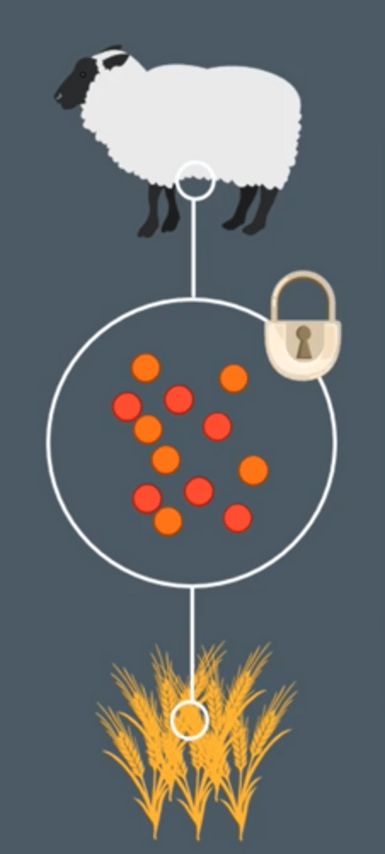 <p>● To replace nitrates / phosphates lost when plants are harvested and livestock removed</p><p>○ Those removed from soil and incorporated into biomass can't be released back into the soil through decomposition by saprobionts</p><p>● So improve efficiency of energy transfer → increase productivity / yield</p>