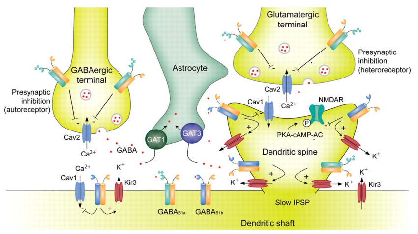 <ul><li><p class="">GABAᴮ receptors act at both <strong>pre- & postsynaptic sites</strong>, with different effects depending on location & cell type</p></li><li><p class=""><strong>Presynaptic (autoreceptor) on GABAergic terminal:</strong></p><ul><li><p class="">Activated by GABA it releases itself</p></li><li><p class="">Inhibits Cav2 Ca²⁺ channels = ↓ Ca²⁺ influx = ↓ GABA release</p></li></ul></li><li><p class=""><strong>Presynaptic (heteroreceptor) on glutamatergic terminal:</strong></p><ul><li><p class="">Activated by GABA from nearby GABAergic terminal</p></li><li><p class="">Inhibits Cav2 channels = ↓ Ca²⁺ influx = ↓ glutamate release</p></li></ul></li><li><p class=""><strong>Postsynaptic (on dendritic shaft/spine):</strong></p><ul><li><p class="">Activates Kir3 K⁺ channels = K⁺ efflux = hyperpolarisation</p></li><li><p class="">Produces a <strong>slow IPSP</strong></p></li></ul></li><li><p class="">Also: Gαᵢ/o inhibits adenylyl cyclase = ↓ cAMP = ↓ PKA activation</p></li><li><p class=""><strong>Astrocytes (GAT1 & GAT3)</strong> remove excess GABA</p></li><li><p class="">Net effect depends on <strong>receptor location (pre/post)</strong> & <strong>cell type (GABAergic/glutamatergic)</strong></p></li></ul><p></p>