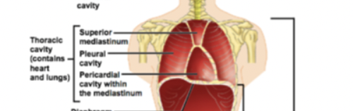 <p>thoracic cavity</p>