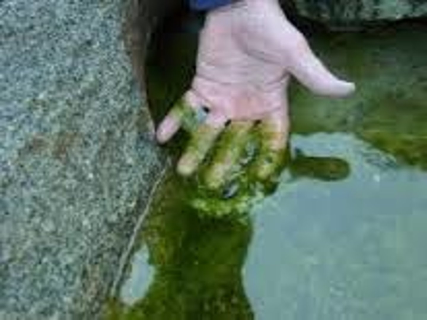 <p>What is this organism?</p>