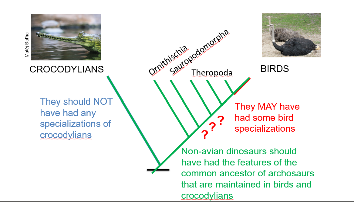 <img src="https://knowt-user-attachments.s3.amazonaws.com/60a76833-56ca-451b-bef5-9cd230f6bd03.png" data-width="100%" data-align="center"><img src="https://knowt-user-attachments.s3.amazonaws.com/01f7d405-0074-4e3f-883d-7d81f1401e93.png" data-width="100%" data-align="center"><img src="https://knowt-user-attachments.s3.amazonaws.com/5d7d9793-b8ff-4e92-bd86-28622b45c588.png" data-width="100%" data-align="center"><img src="https://knowt-user-attachments.s3.amazonaws.com/b225442d-65ef-483f-990a-09f2cce39e37.png" data-width="100%" data-align="center"><img src="https://knowt-user-attachments.s3.amazonaws.com/30df4aef-bb75-483d-a51d-7db8c019c767.png" data-width="100%" data-align="center"><img src="https://knowt-user-attachments.s3.amazonaws.com/ccc718c8-e07c-4bd4-a4b6-fdf7c96a55ed.png" data-width="100%" data-align="center"><img src="https://knowt-user-attachments.s3.amazonaws.com/f9aecd4d-a4a1-425e-93ad-dab7f90fd240.png" data-width="100%" data-align="center"><p><strong>Inferring Features Not Preserved</strong></p><ul><li><p>Use close relatives in cladograms.</p></li><li><p>Example: If all close relatives have feathers, extinct forms likely had them too</p></li></ul><p></p>