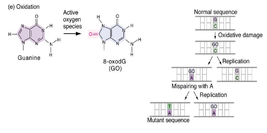 <p>Oxidative damage can cause substitution mutations, often G→T transversions, because oxidized guanine (8-oxoguanine) can mispair with adenine during replication.</p>
