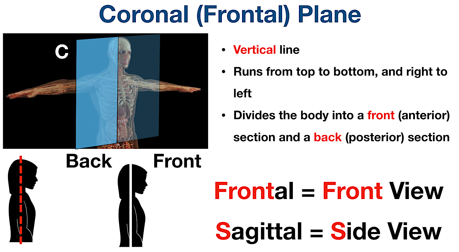 <p>Divides the front and back. (through the side)</p>