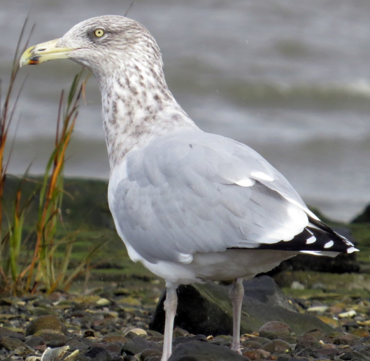 <p>What bird is this? </p>