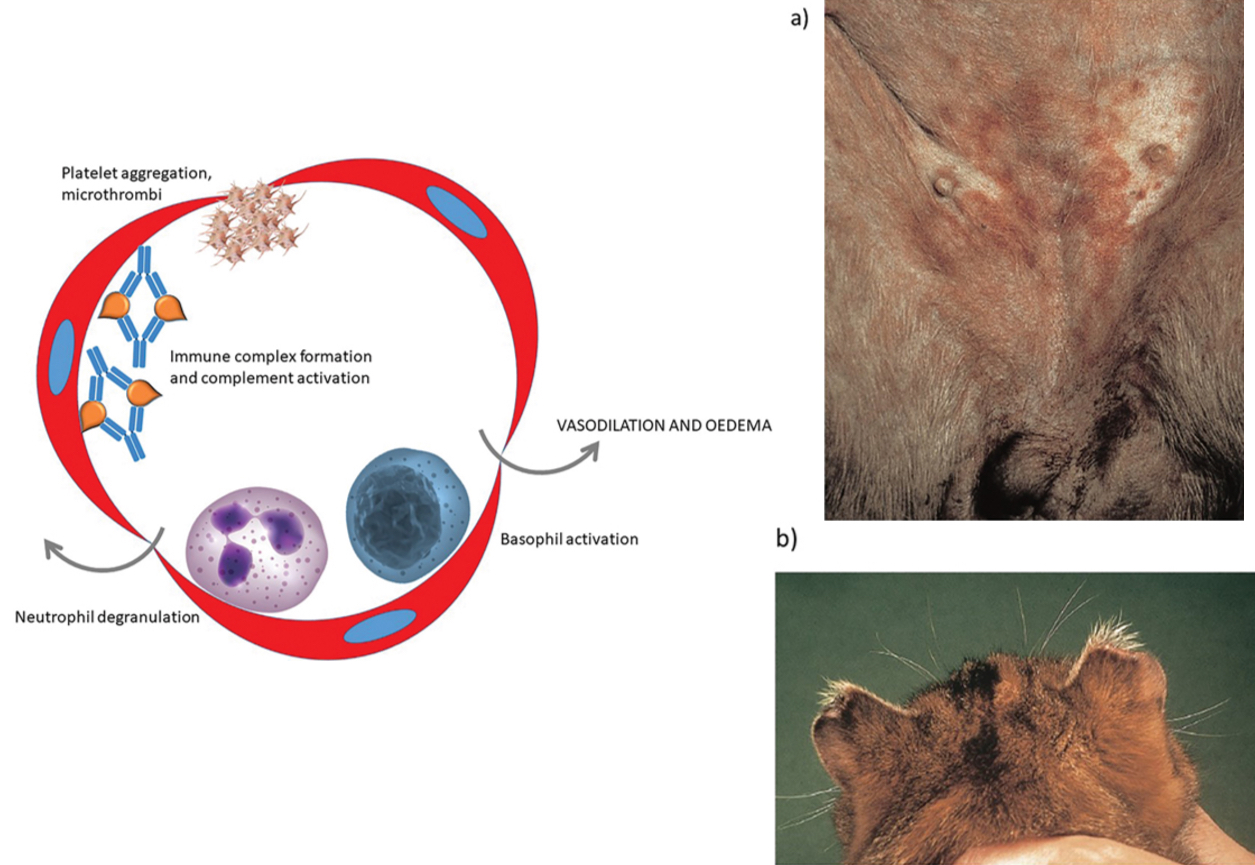 <p><span><span>In this form of hypersensitivity, a high concentration of antigen leads to the formation of small, soluble immune complexes. In areas of turbulent blood flow, these are forced against the walls of capillaries and may lodge at these sites. Complement activation results in recruitment of neutrophils with subsequent inflammation within the vessel wall (vasculitis). Local platelet aggregation may result in the formation of microthrombi and ischaemic necrosis of tissue supplied by the vessel. Platelets and basophils release vasoactive amines to cause vasodilation and increased vessel permeability.&nbsp;</span></span></p><p></p><p><span><strong><span> </span></strong><span>(a) The ventral abdomen of this dog has numerous discrete round ‘target’ lesions consistent with vasculitis. This dog had septicaemia and it is likely that immune complexes of bacterial antigen and antibody had formed and deposited within the walls of cutaneous capillaries. </span></span></p><p><span><span>(b) The tips of the ears of this cat have become necrotic and detached. The underlying cause was vasculitis with thrombosis of small capillaries and ischaemic necrosis of the skin.</span></span></p>