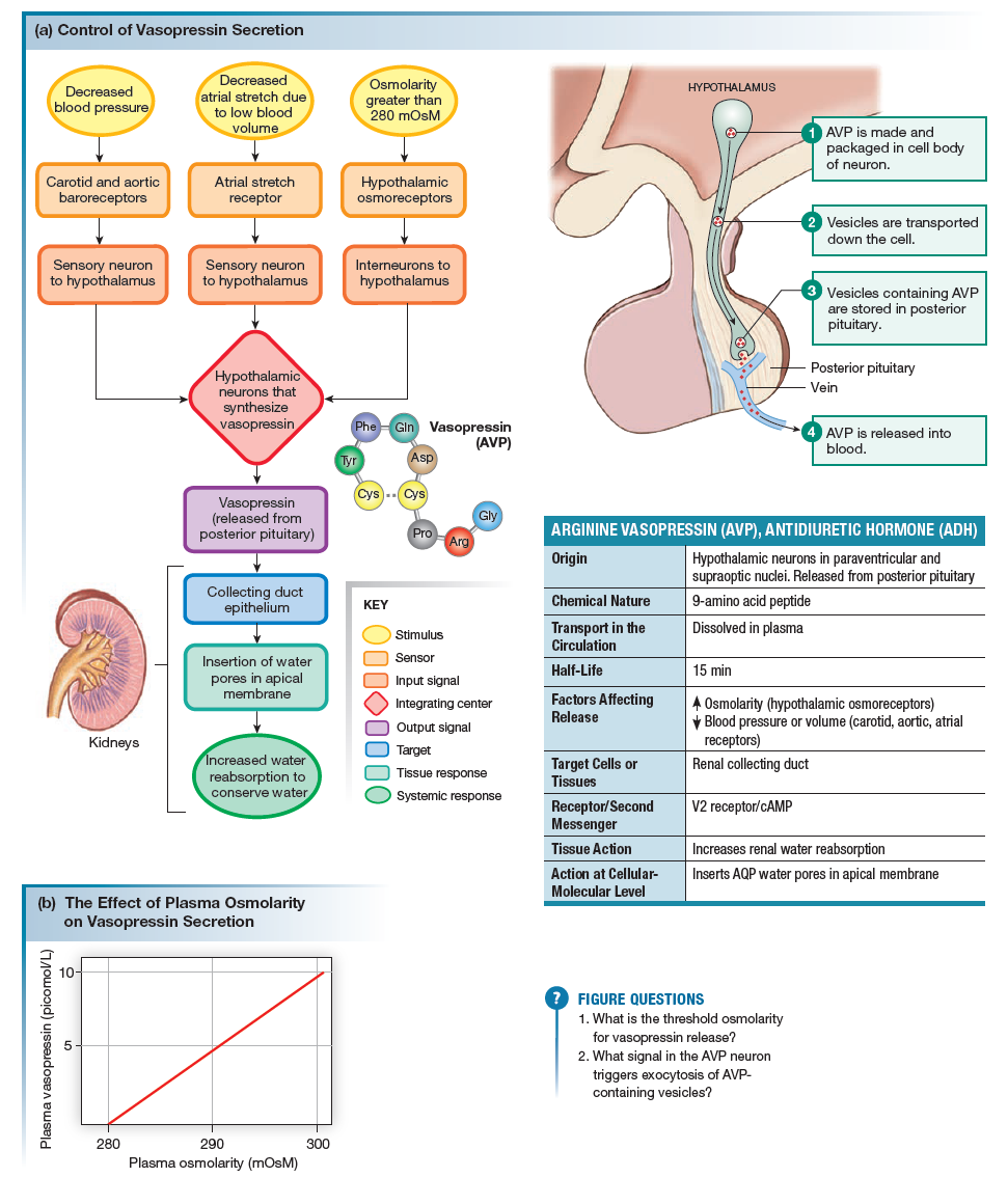 Released when plasma osmolarity is high, or when blood pressure or volume (carotid, aortic, atrial receptors)