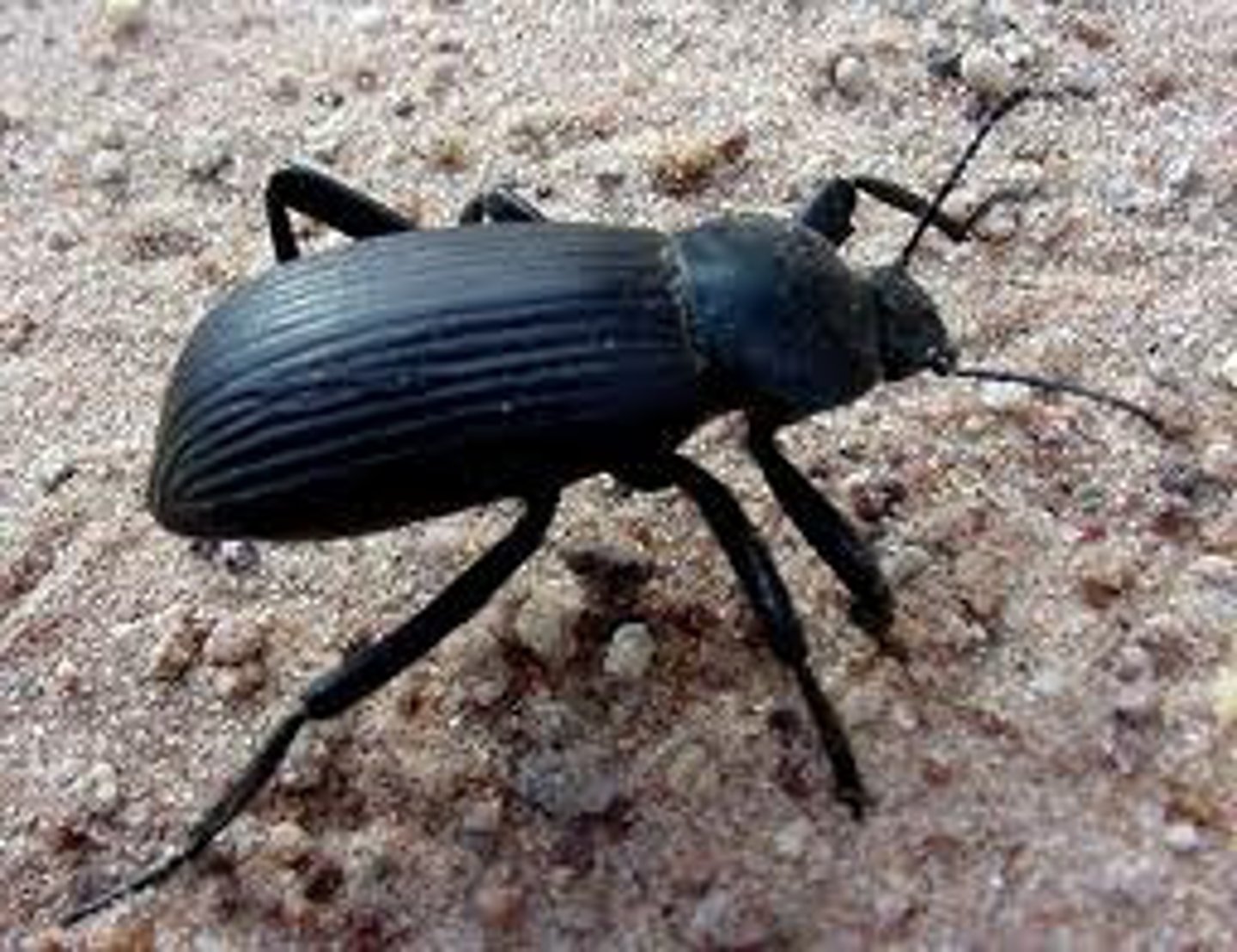 <p>Order Coleoptera</p><p>Fused Elytra</p><p>Flightless</p>